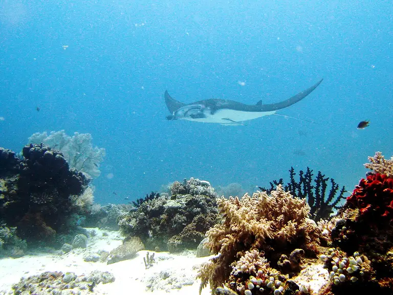 Swim with Manta Rays in Nusa Penida